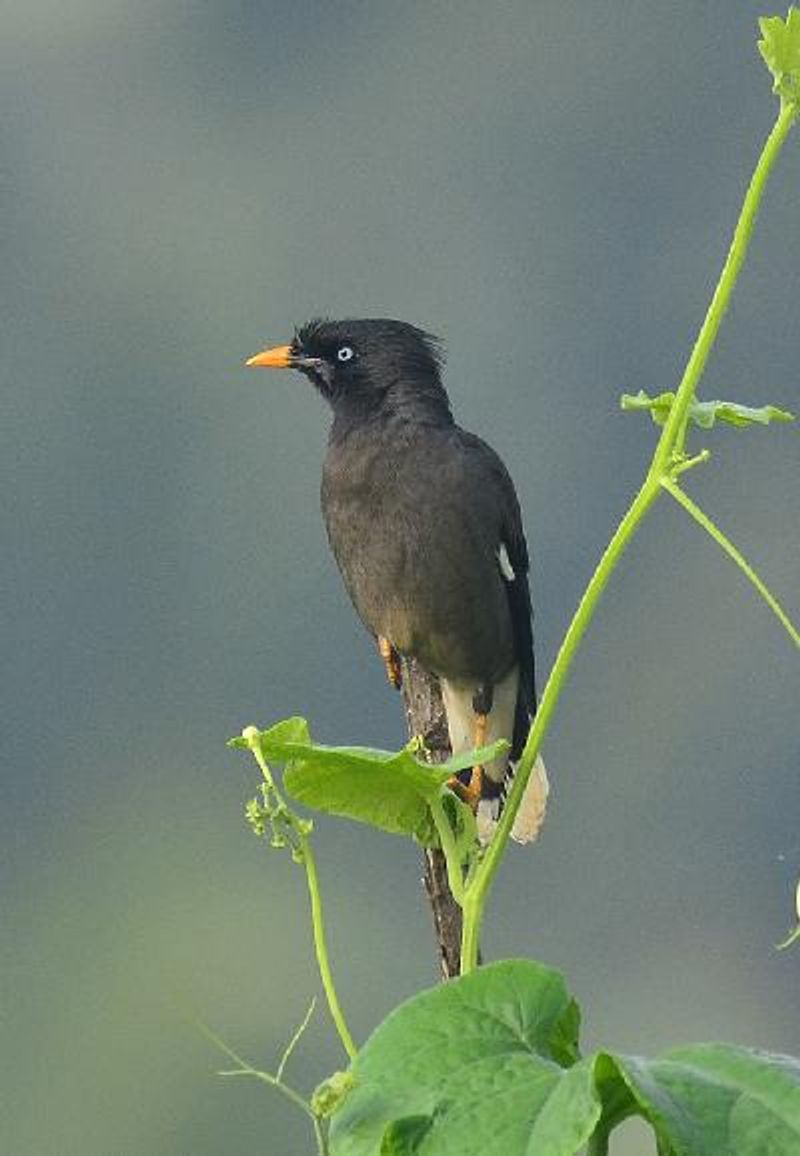 Jungle Myna