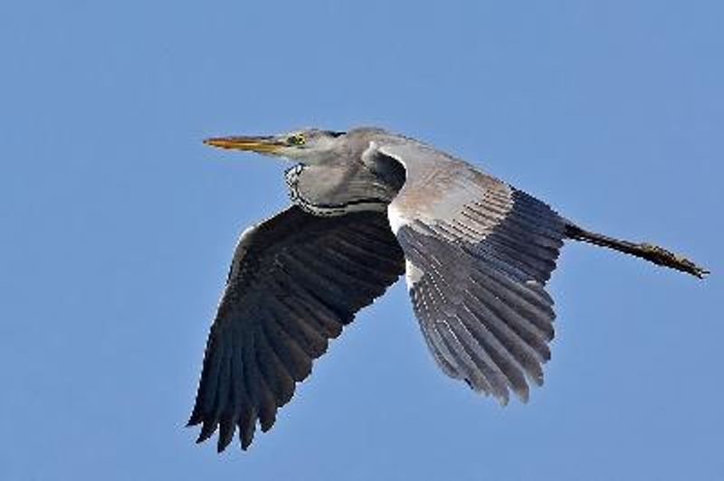 Grey Heron