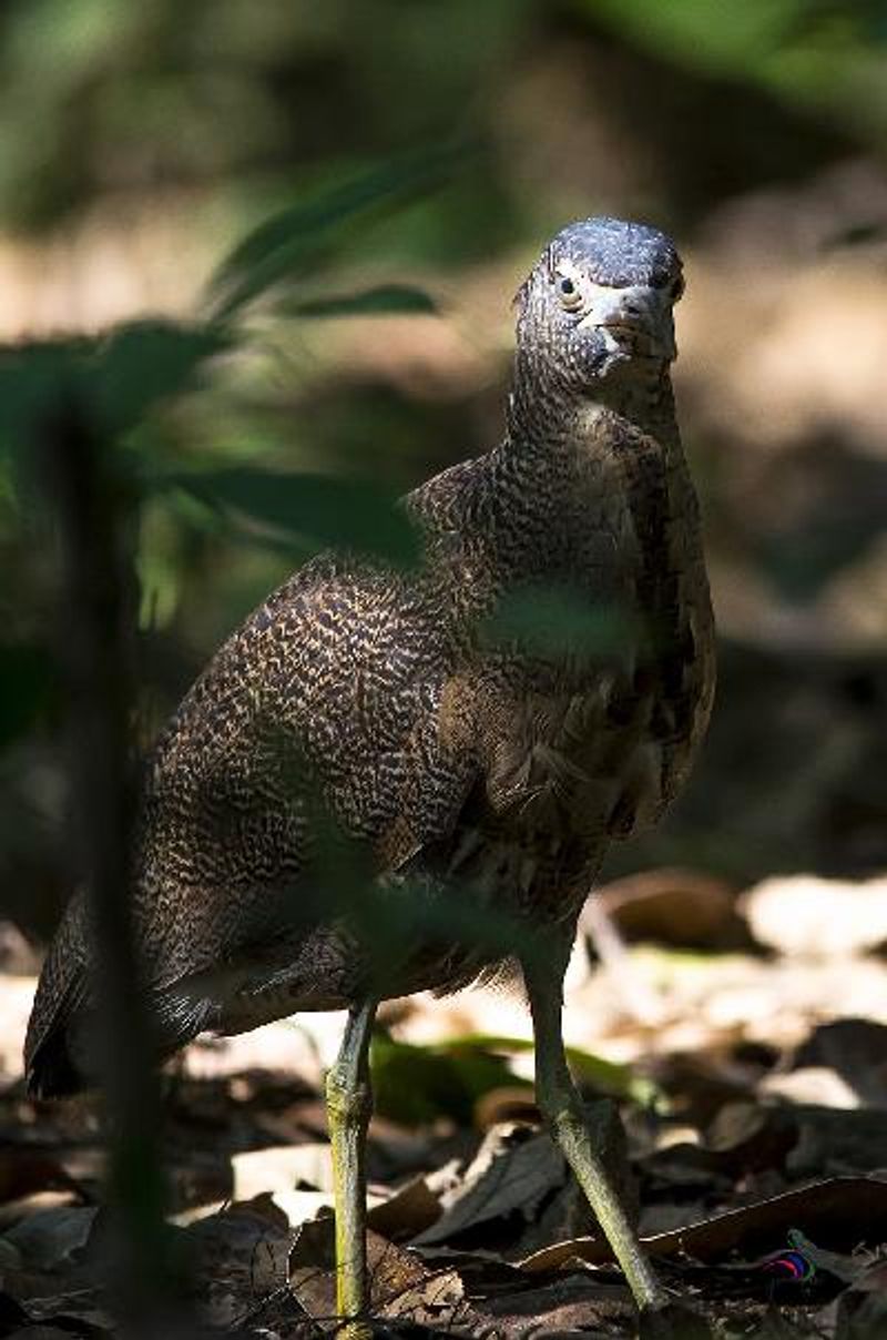 Malayan Night Heron