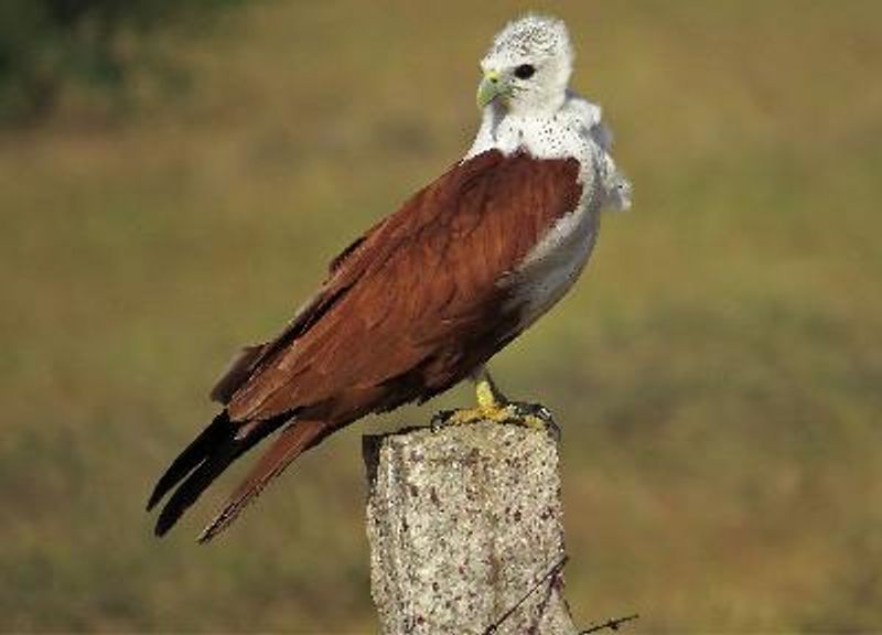 Brahminy Kite