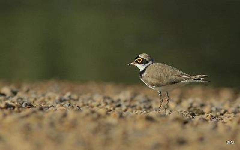 Little Ringed Plover