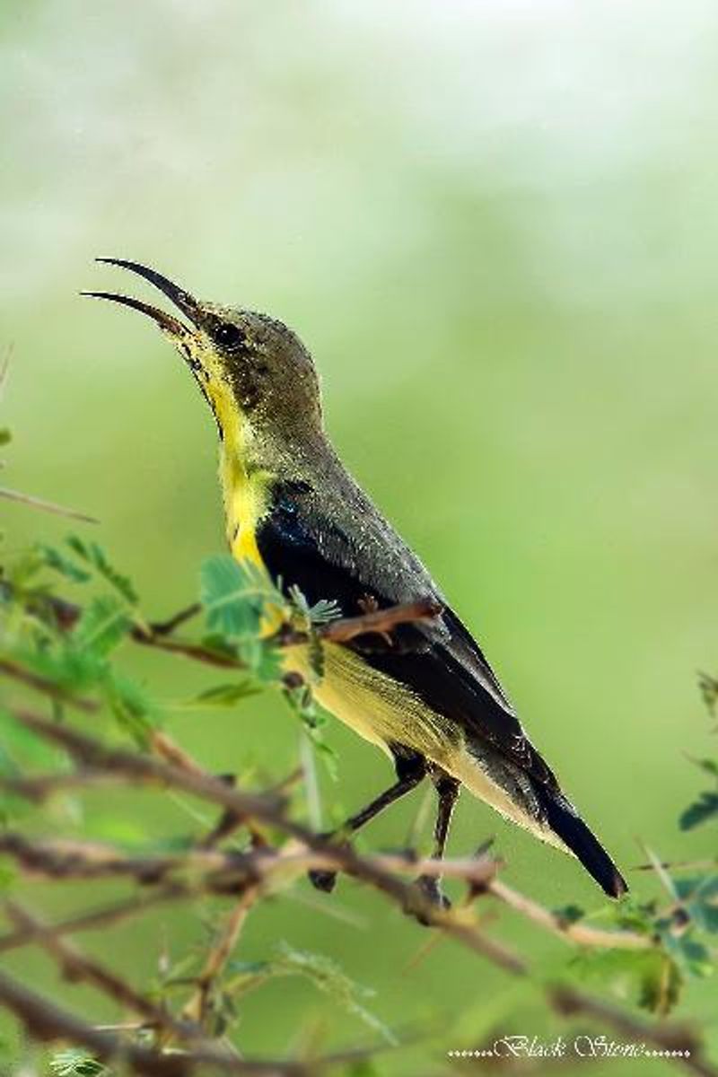 Purple Sunbird
