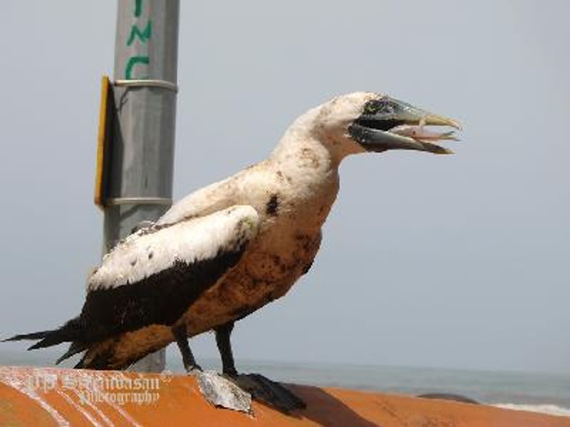 Masked Booby