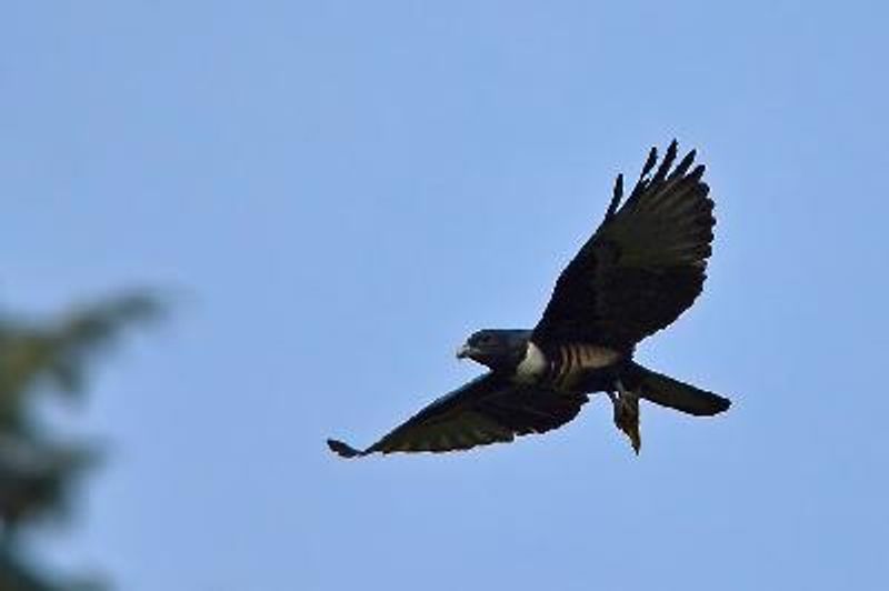 Black Baza