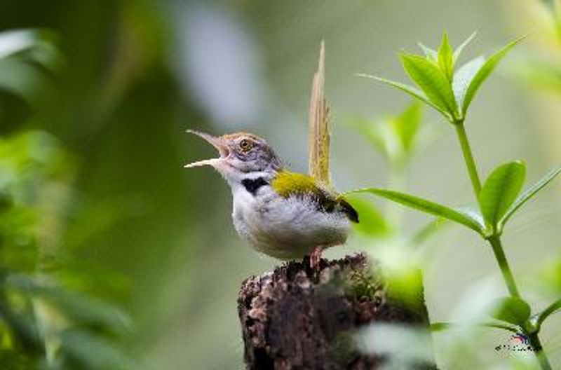 Common Tailorbird