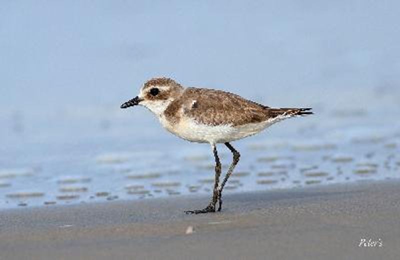 Greater Sand Plover