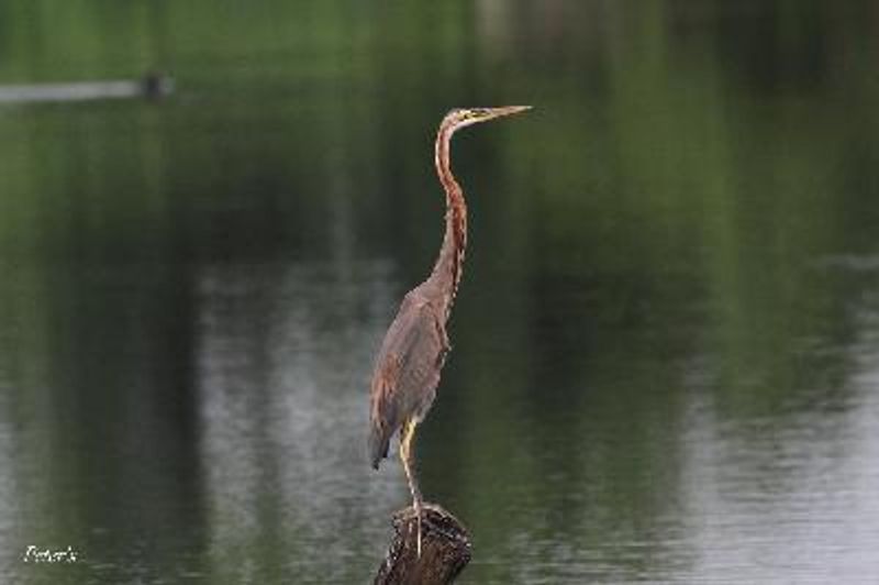 Purple Heron