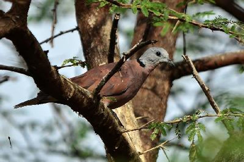 Red Collared Dove