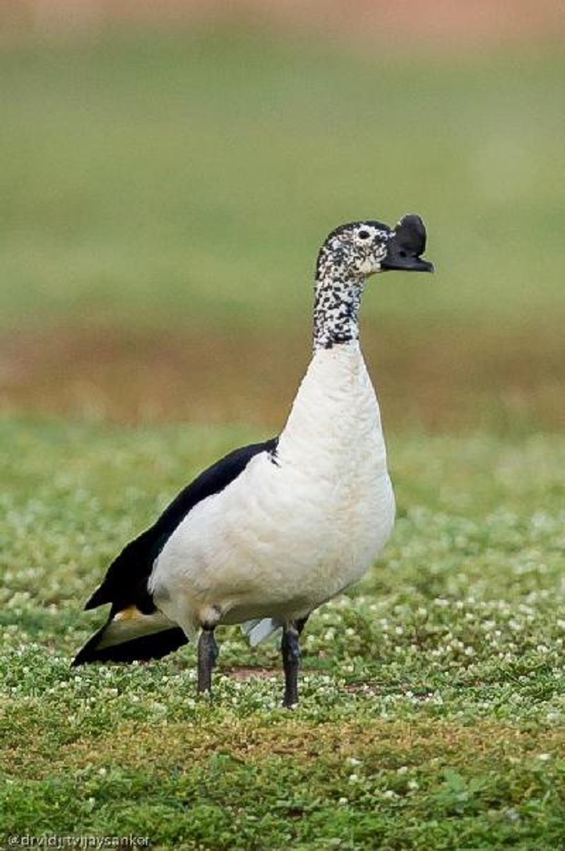 Comb Duck
