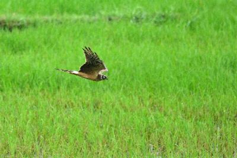 Pallid Harrier