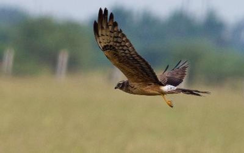 Pallid Harrier