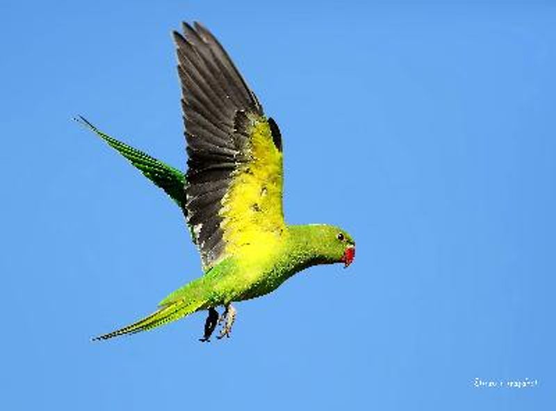 Rose ringed Parakeet