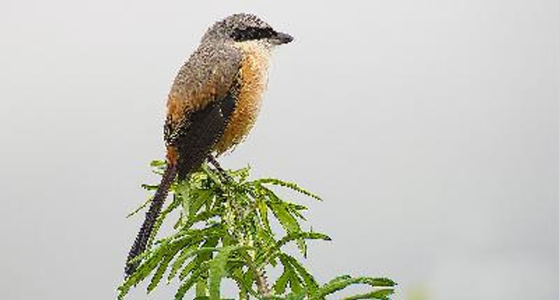 Long tailed Shrike
