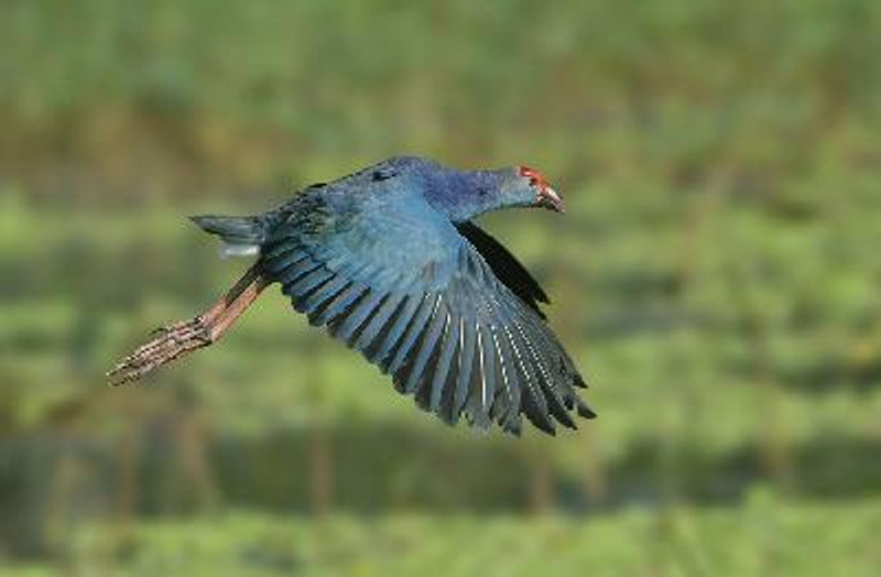 Purple Swamphen