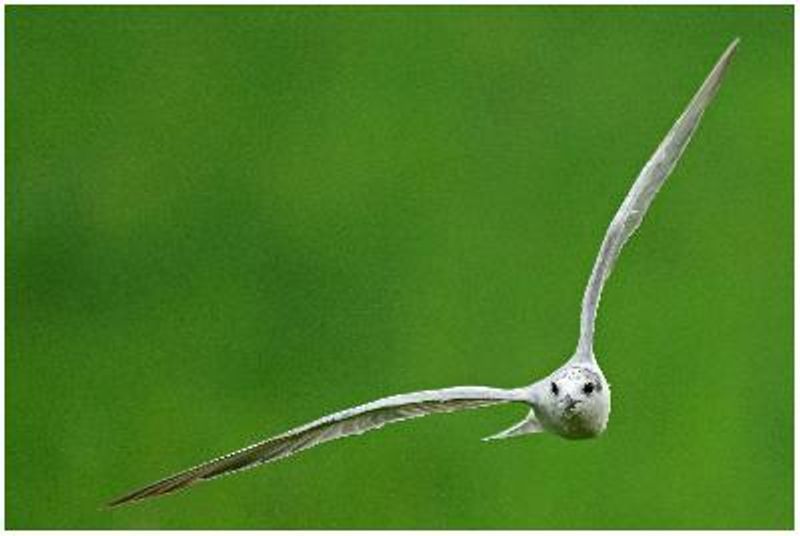 Whiskered Tern