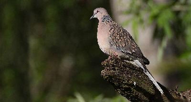 Spotted Dove