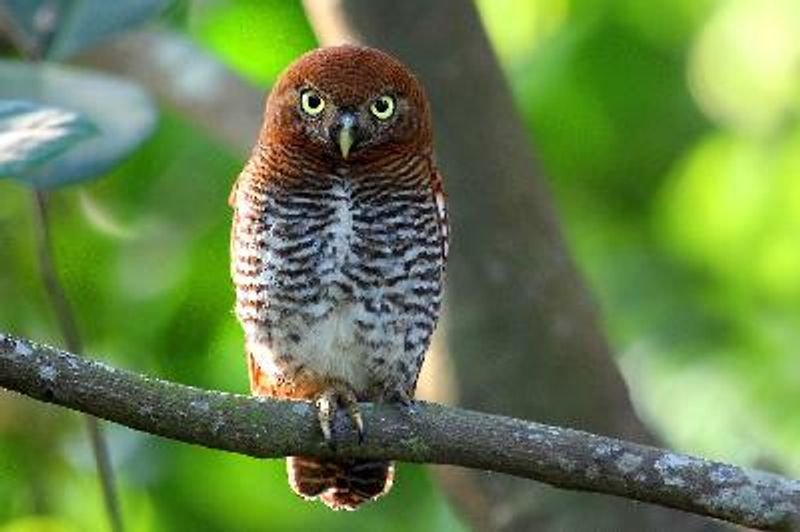 Jungle Owlet