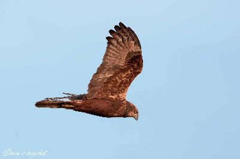 Western Marsh Harrier