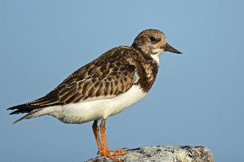 Ruddy Turnstone