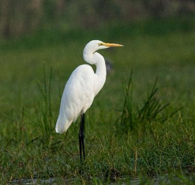 Great Egret