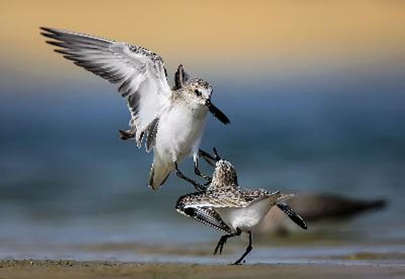 Little Stint