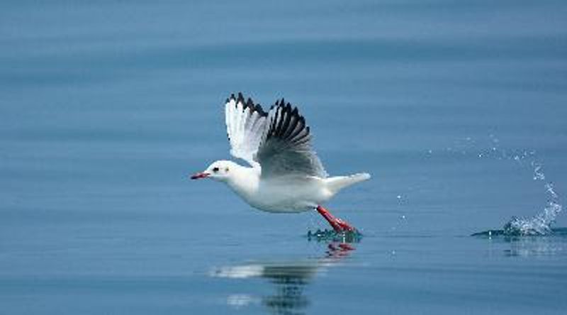 Black headed Gull