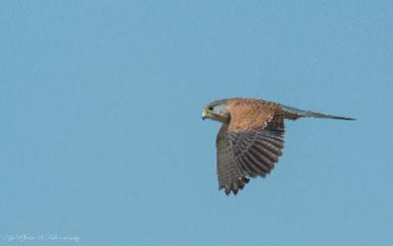 Lesser Kestrel
