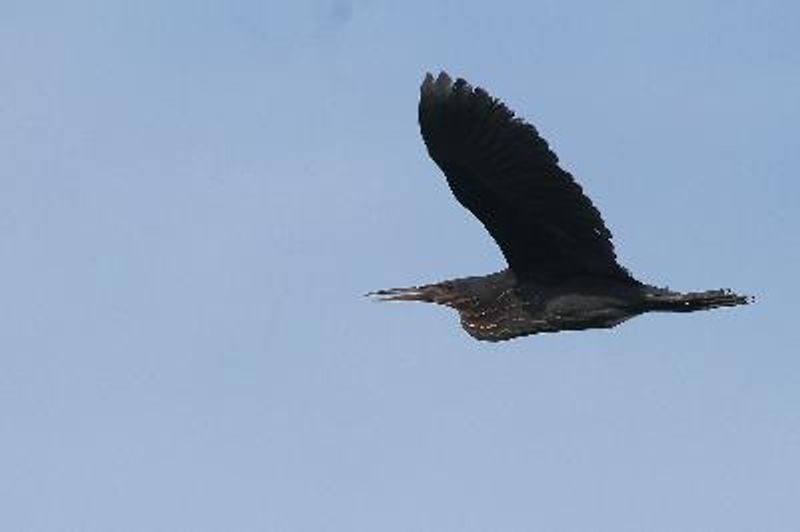 Black Bittern