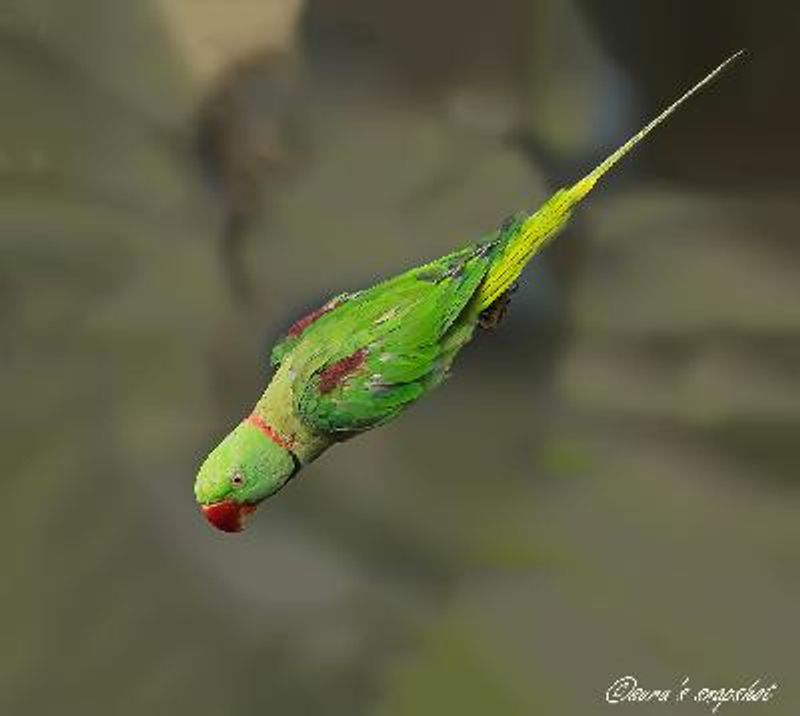 Alexandrine Parakeet