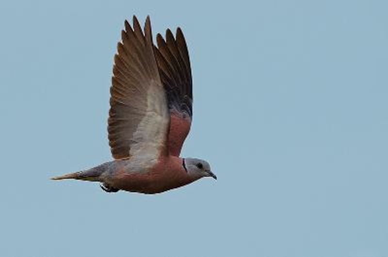 Red Collared Dove