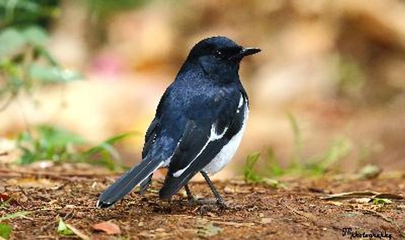 Oriental Magpie Robin