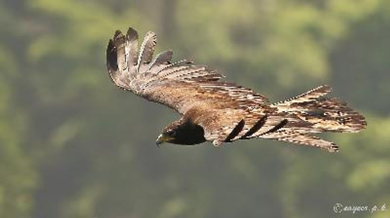 Black Eagle