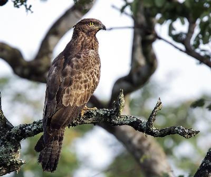 Oriental Honey buzzard