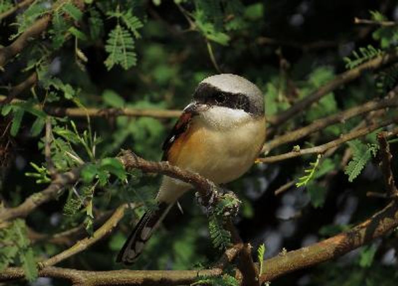 Bay backed Shrike