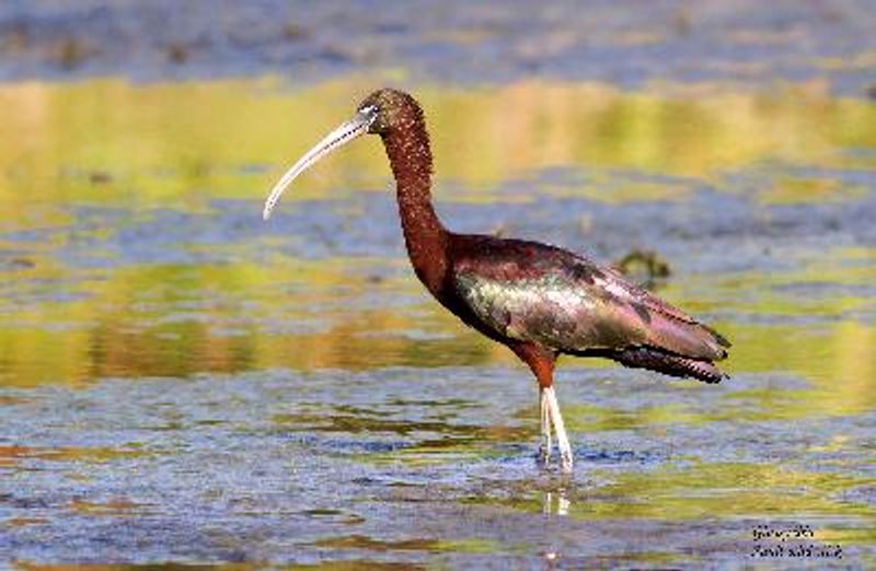 Glossy Ibis