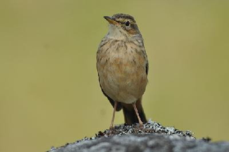 Long billed Pipit