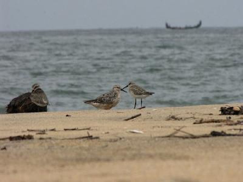 Red Knot
