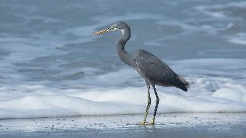 Western Reef Egret