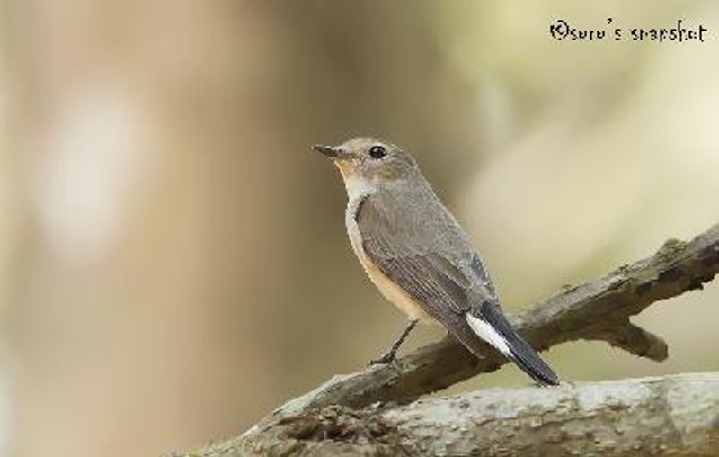 Taiga Flycatcher