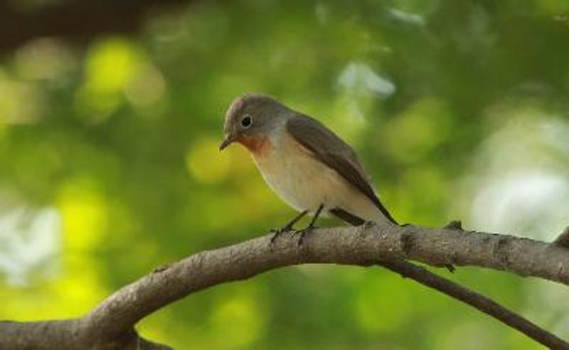 Red breasted Flycatcher