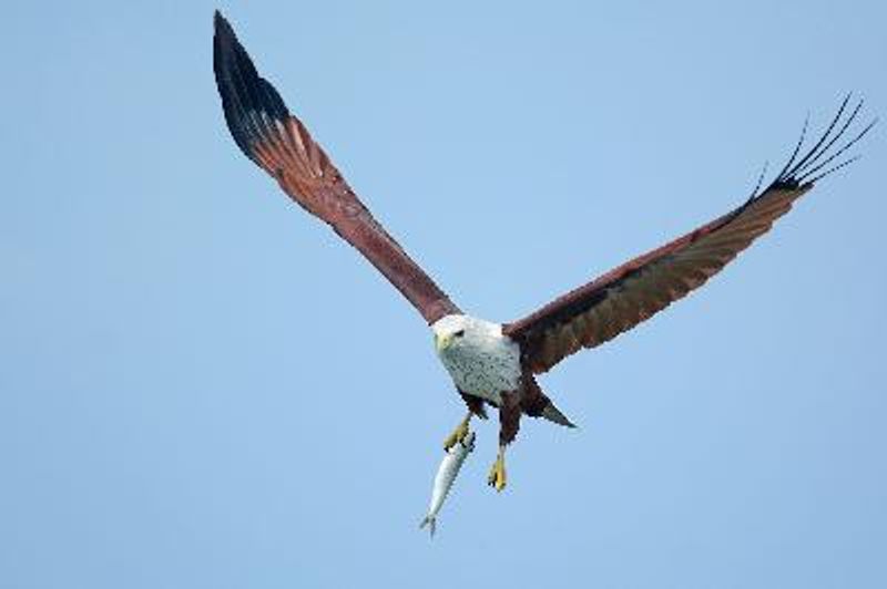 Brahminy Kite