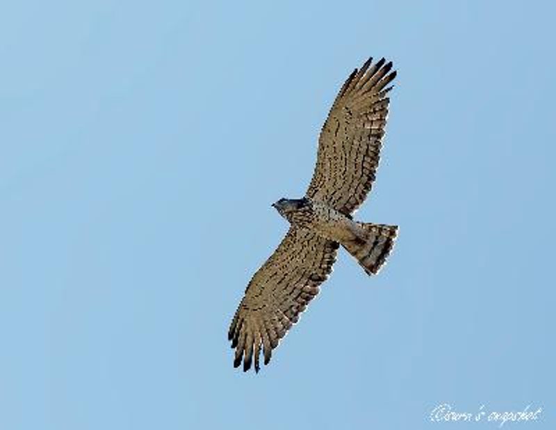 Short toed Snake Eagle
