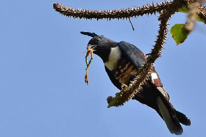 Black Baza