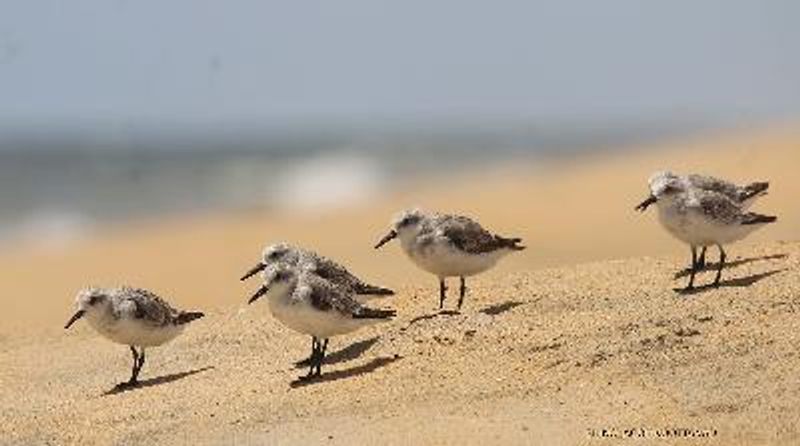 Sanderling