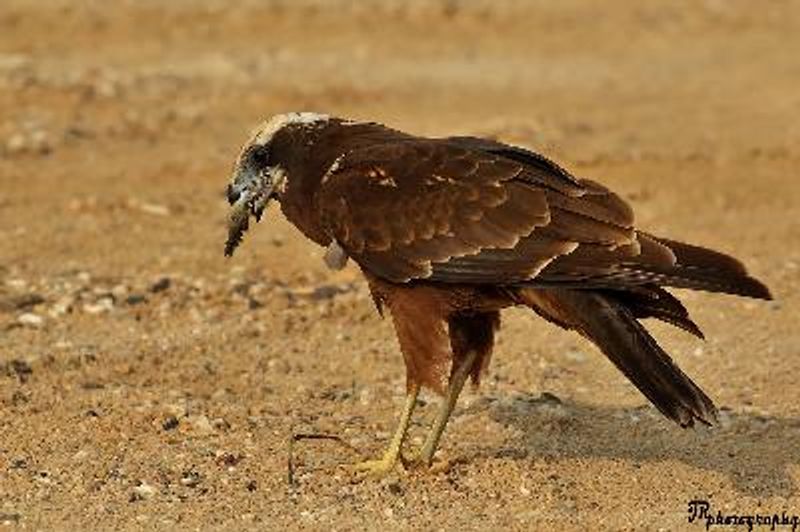 Western Marsh Harrier