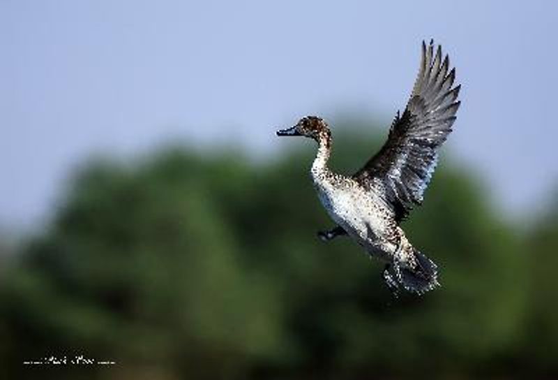 Northern Pintail