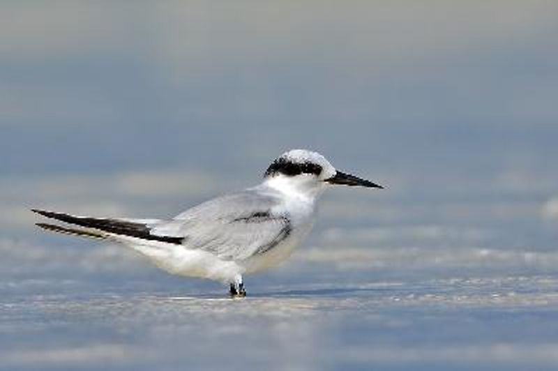 Little Tern