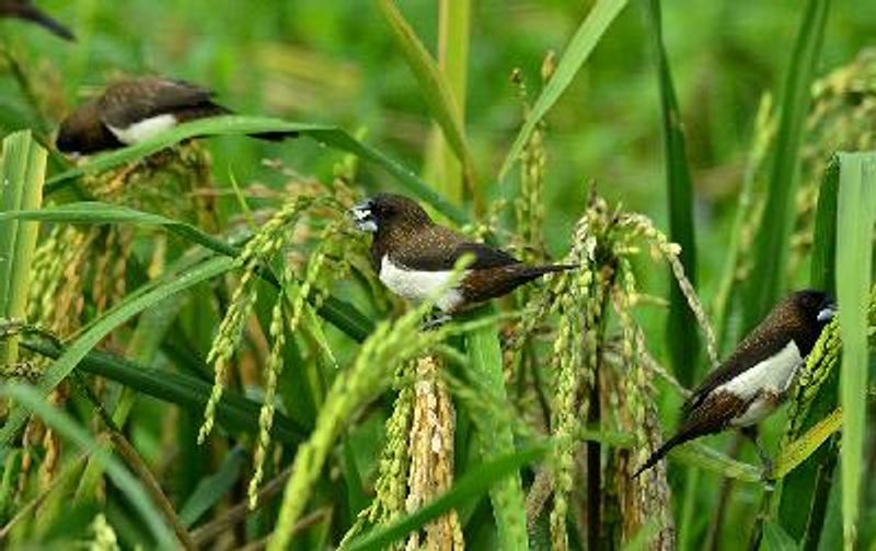 White rumped Munia