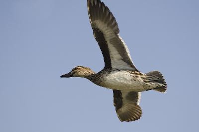 Garganey