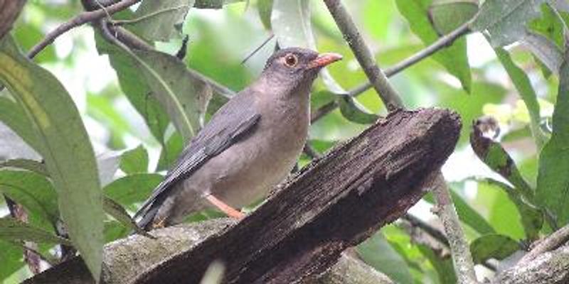 Indian Blackbird